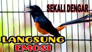 Agen Gacor Resmi: Solusi Terbaik untuk Pencinta Burung!