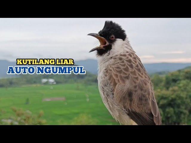 Daftar Gacor Tergacor: Hasil Jitu Suara Burung Terbaik