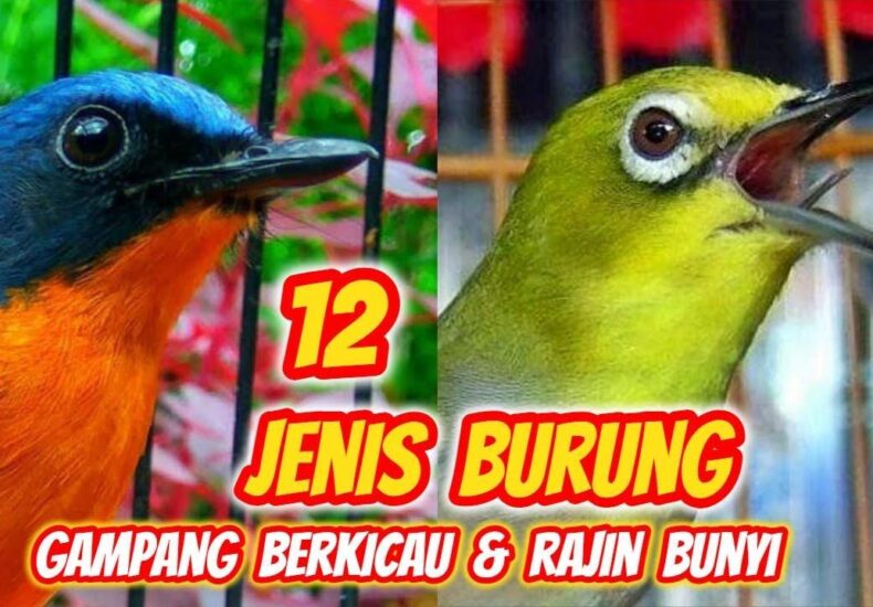 Daftar Gacor Tergacor: Hasil Jitu Suara Burung Terbaik